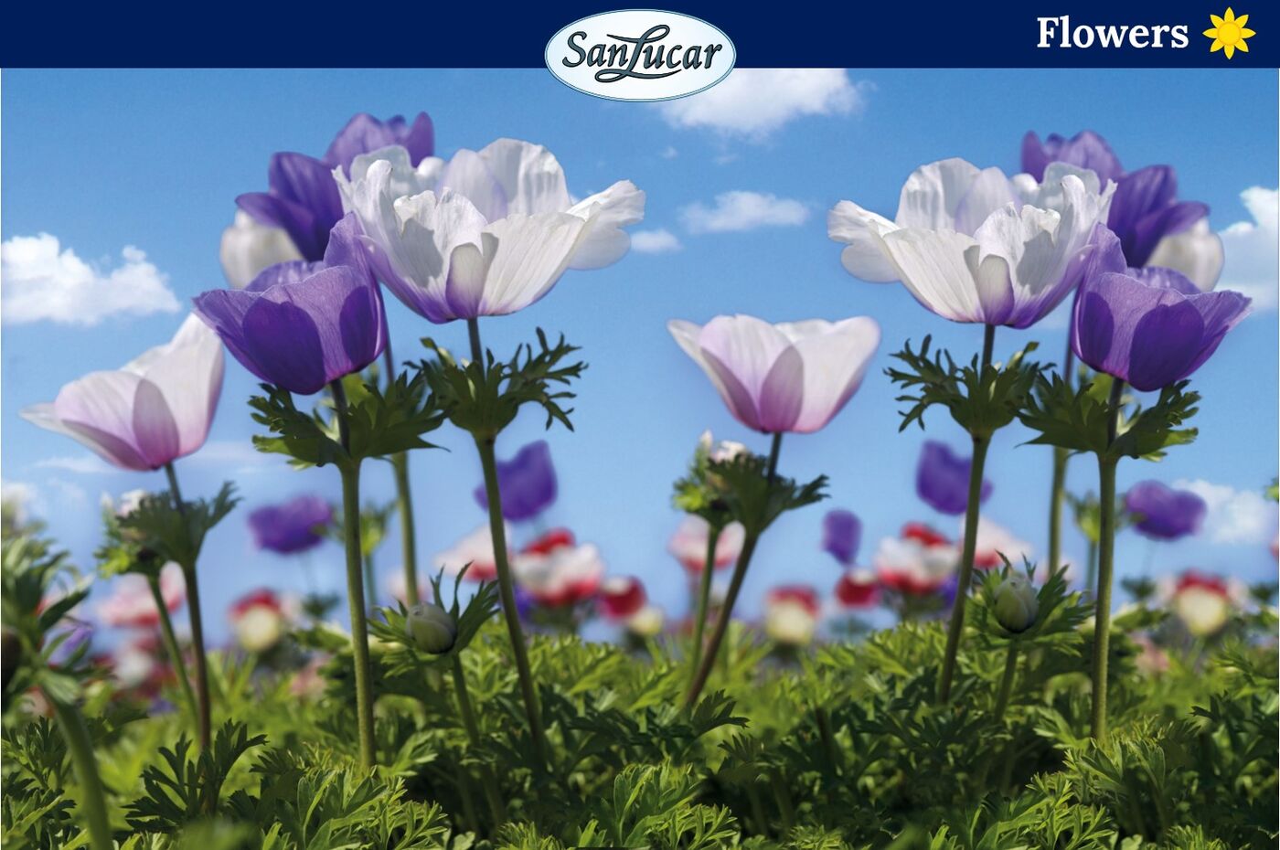 Kaufmännische Sachbearbeitung (m/w/d)/ Logistik Administration Kaufmännische Sachbearbeitung (m/w/d)/ Logistik Administration - Job Kevelaer - Deine Chance bei SanLucar