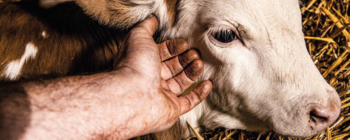 Vertrauensperson/Krisenberater*in für landwirtschaftliche Betriebe (m/w/d) in Voll- oder Teilzeit   befristet bis 31.10.2026 - Job Homeoffice - Ihre Chance beim BLHV