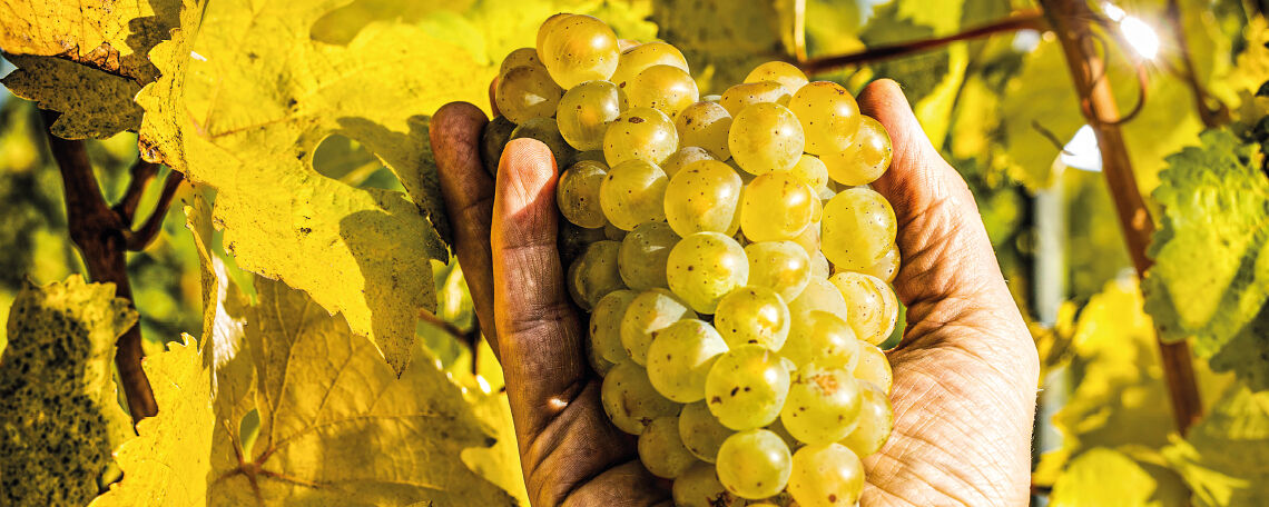 Kauffrau/-mann für Büromanagement (m/w/d) in Voll- oder Teilzeit <br> Stockach Kauffrau/-mann für Büromanagement (m/w/d) in Voll- oder Teilzeit Stockach - Job Stockach - Ihre Chance beim BLHV