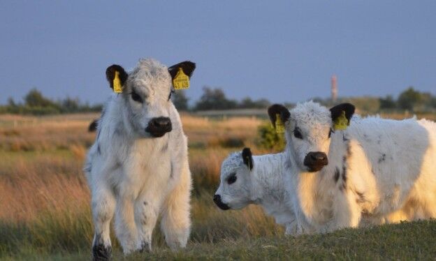 Fachkraft Landwirtschaftlicher Betrieb (m/w/d) - Job Fehmarn - NABU-Jobbörse - Application form