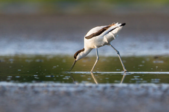 Media Manager*in (m/w/d) Media Manager*in (m/w/d) - Job Mobiles Arbeiten - NABU-Jobbörse - Bewerbungsformular