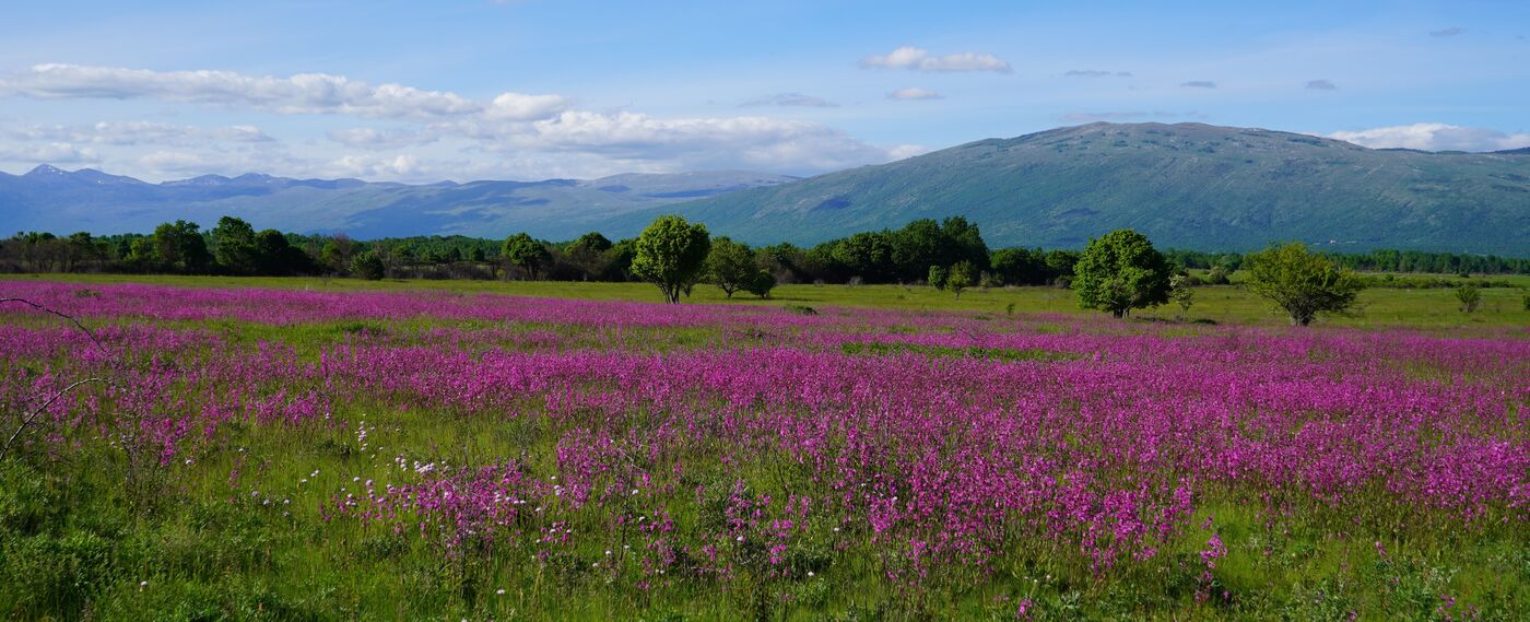 EU Policy Assistant for Biodiversity Finance - Job Brüssel - EuroNatur Jobs