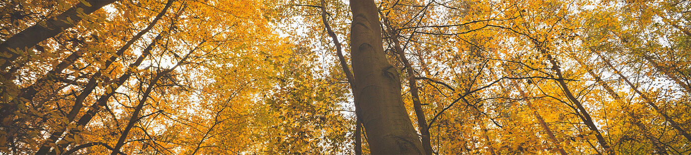 Praktikum (m/w/d) Praktikum (m/w/d) - Job - Stellen bei der Michael Succow Stiftung